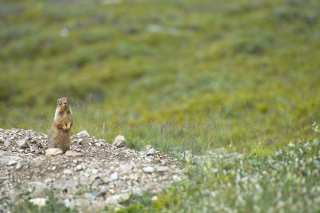Ground squirrel portrait while looking at youの写真素材
