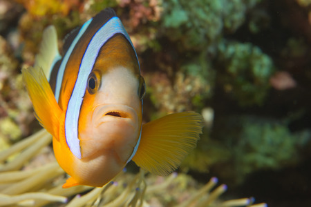 An isolated clown fish looking at you in Cebu Philippines