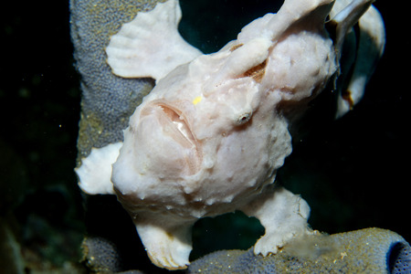 A frog fish on hard coral macro in Cebu Philippines