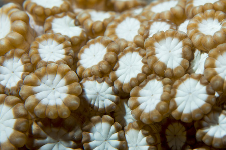 A colorful hard coral  macro in Cebu Philippines