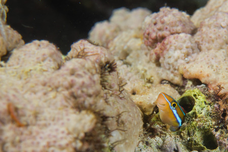 A colorful fish coming out from its nest in Cebu Philippines