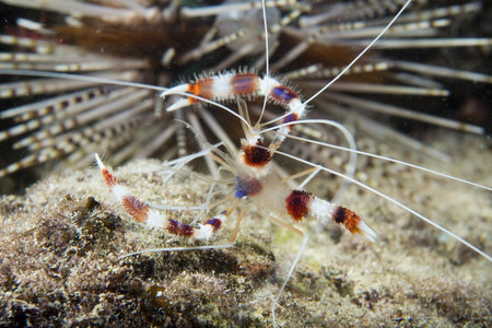 A colorful cleaner shrimp while night diving in Cebu, Philippinesの写真素材