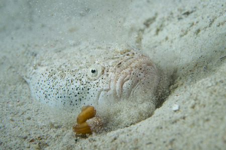 Stargazer priest fish hunting in sand in Philippinesの写真素材