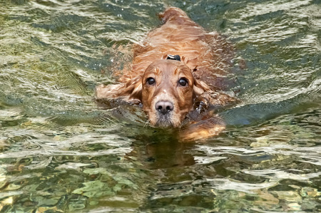 An english cocker spaniel dog per puppy close up portrait while swimming and lookin at youの写真素材