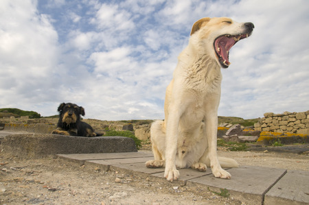 A white dog yawning in the cloudy backgroundの写真素材