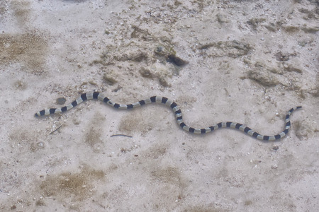 The poisonus black and white sea snake near to the shore