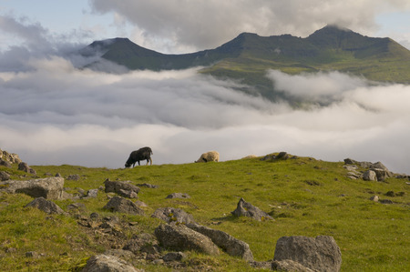 Two sheep on the blue sea and grass cliff backgroundの写真素材