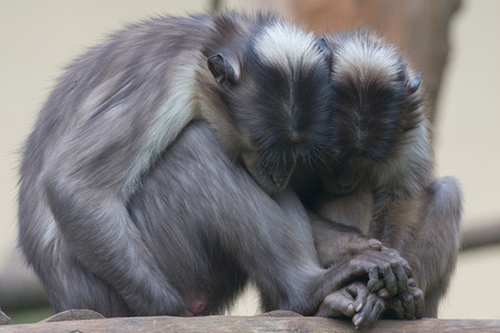 Two monkeys while holding their hands