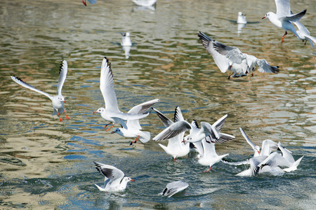 Seagull fighting for food 