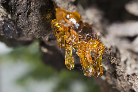 tree natural resin close up macroの写真素材