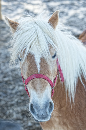 Horse portrait on the white snow backgroundの写真素材
