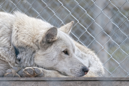 Spitzbergen island svalbard sled dog farmの写真素材