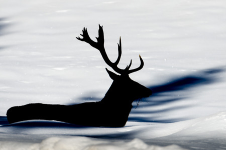 Deer silhouette portrait on the snow backgroundの写真素材