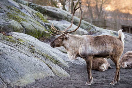 reindeer portrait in winter snow time at sunset