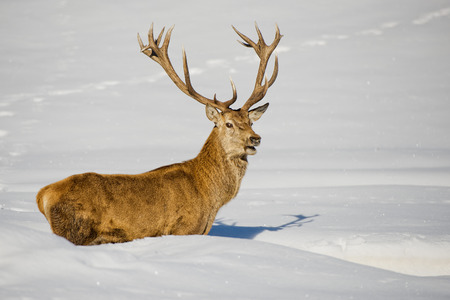 Deer portrait on the snow backgroundの写真素材