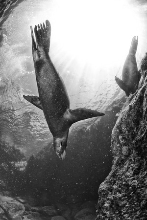 Puppy sea lion seal coming to you in black and whiteの写真素材