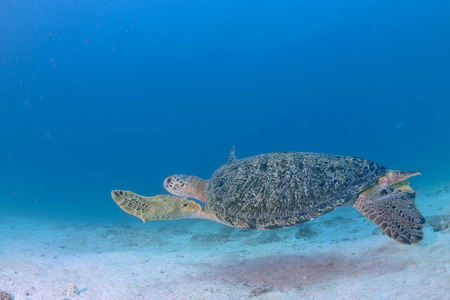 Green turtle coming to you underwater while diving