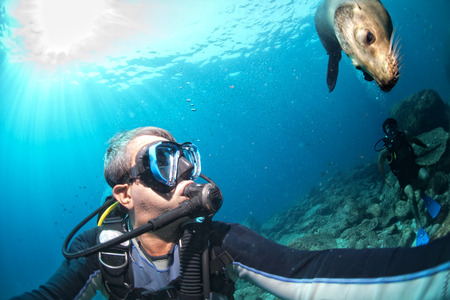 Diver approaching sea lion family underwater  to have fun and playの写真素材