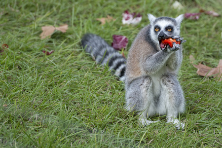 lemur monkey close up portrait while eating red pepperの写真素材