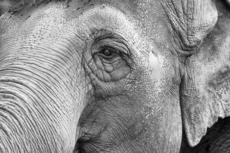 elephant eye close up detailの写真素材
