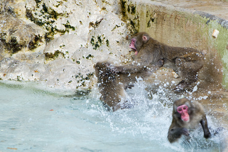 japanese macaque monkey while fighting for foodの写真素材