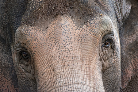 elephant eye close up detailの写真素材