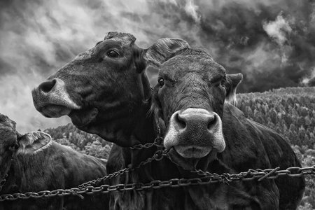 two cows portrait in black and white close up
