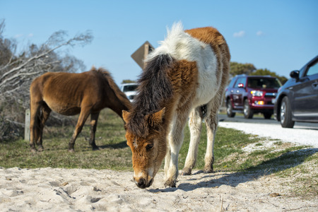 Assateague horse wild pony portrait while coming to youの写真素材