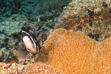 Clown fish while looking at you from anemone while diving in Indonesiaの写真素材