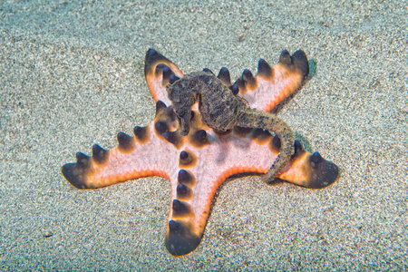 Black sea horse looking at you in Siladen Indonesiaの写真素材