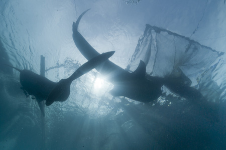 Whale Shark under fishermen platform in Papua Indonesia