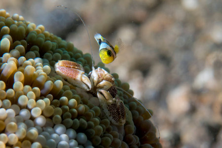 porcelain crab inside the anemoneの写真素材
