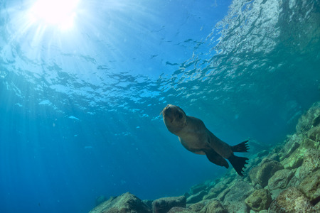Puppy sea lion seal coming to you to have fun and playの写真素材
