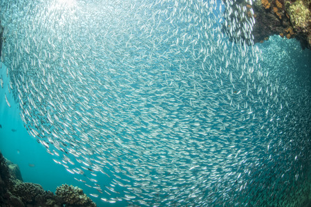 Going Inside a giant sardines school of fish in the reef and blue seaの写真素材