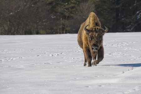 european bison portrait on snow backgroundの写真素材