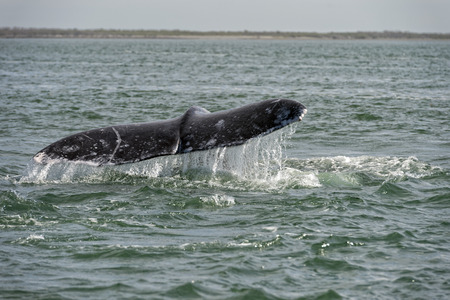 grey whale tail going down in pacific ocean