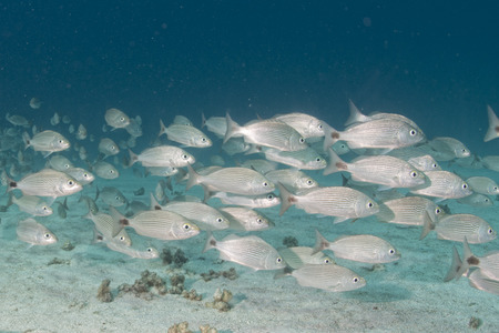 Inside a sardine school of fish close up in the deep blue sea