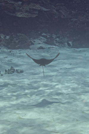 Underwater portrait of eagle ray manta in Maldivesの写真素材