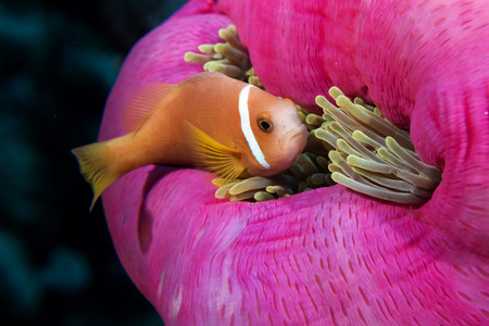 Clown fish portait while looking at you from anemone tentaclesの写真素材