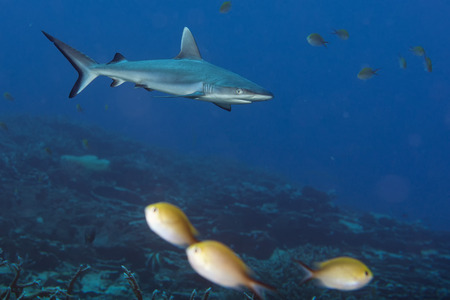 White grey shark jaws close up portrait while looking at youの写真素材