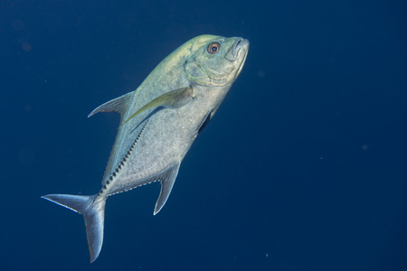 Giant trevally caranx fish on the black night dive background