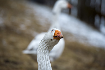 Goose isolated close up portraitの写真素材