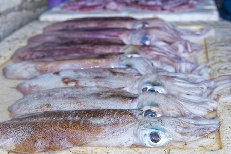 Male india fish market: squid