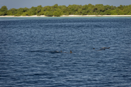 dolphins jumping outside the seaの写真素材