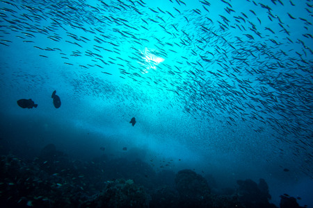 Inside a giant travelly tuna school of fish close up in the deep blue seaの写真素材