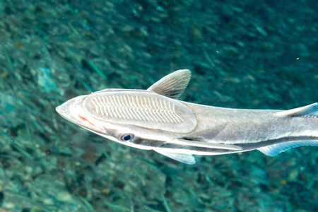 Isolated remora suckerfish on black background