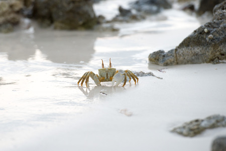 crab on the white tropical paradise sand at sunsetの写真素材
