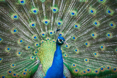 peacock bird close up portraitの写真素材
