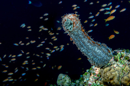 Holoturian sea cucumber on the rocks backgroundの写真素材