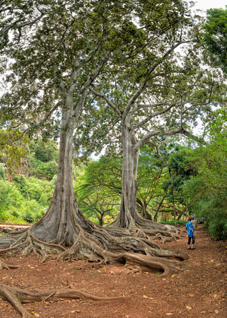 enormous roots big tree at Arlington botanical gardensの写真素材
